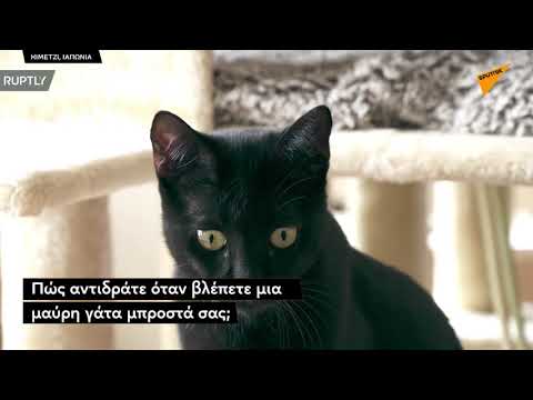Καφετέρια στην Ιαπωνία είναι αφιερωμένη αποκλειστικά στις μαύρες γάτες