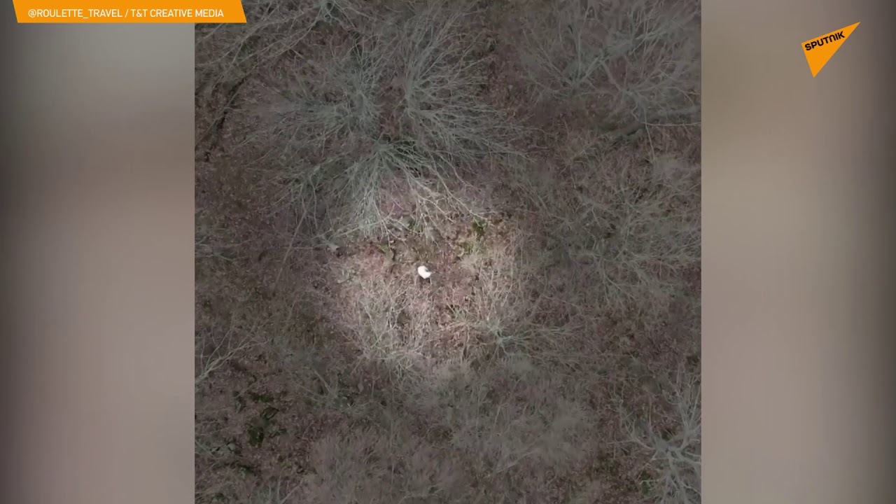Άνδρας εντόπισε και έσωσε με drone σκυλάκο που ήταν χαμένος στο δάσος για 10 μέρες