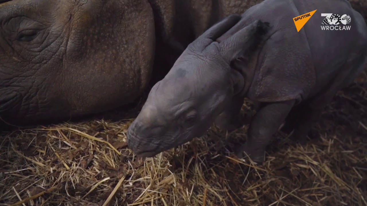 Σπάνια γεννητούρια σε ζωολογικό κήπο της Πολωνίας: Γεννήθηκε το πρώτο ρινοκεράκι μετά από 155 χρόνια