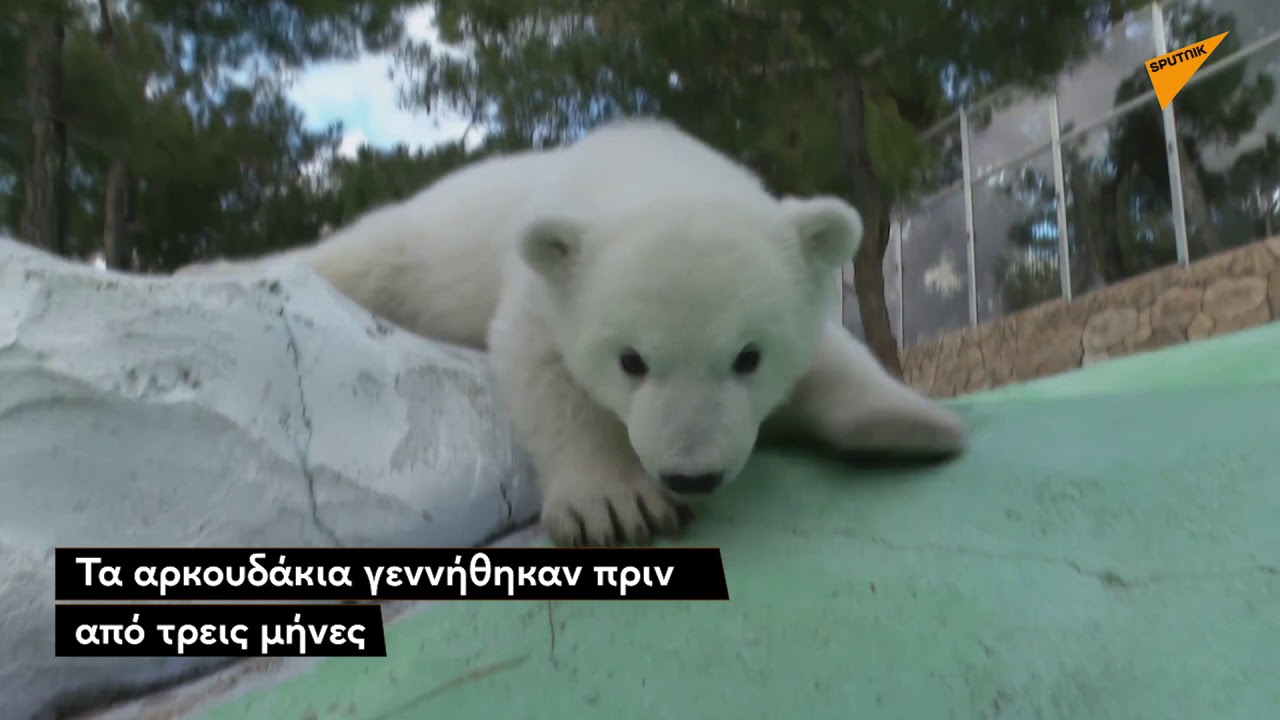 Ορφανά πολικά αρκουδάκια υιοθετήθηκαν από εργαζόμενους πάρκου σαφάρι στη Ρωσία